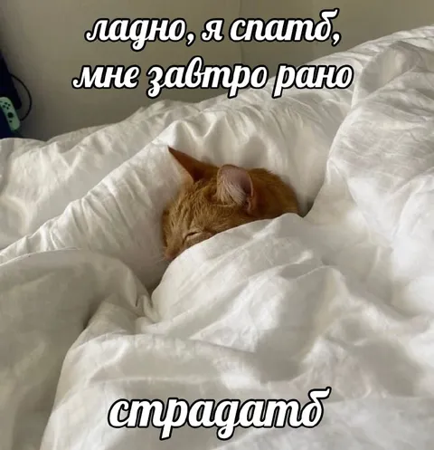 Кот, который снова проспит