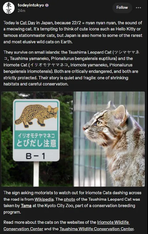 Today Is Cat Day in Japan