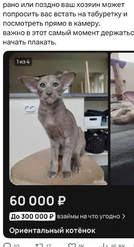 Котёнок за 60 тысяч рублей
