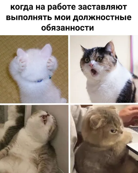 Коты против обязанностей