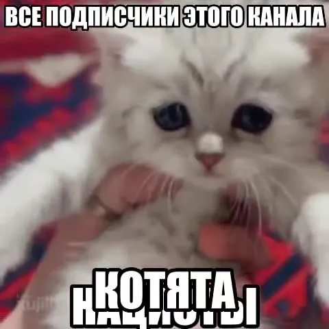 Все подписчики этого канала — котята