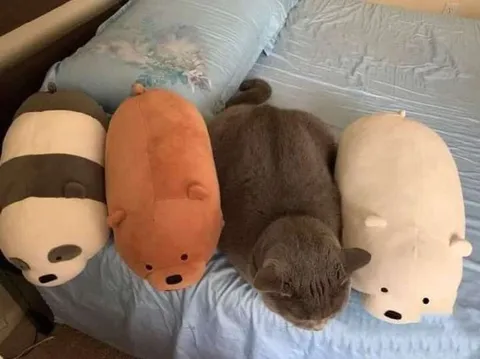 Кот среди плюшевых игрушек