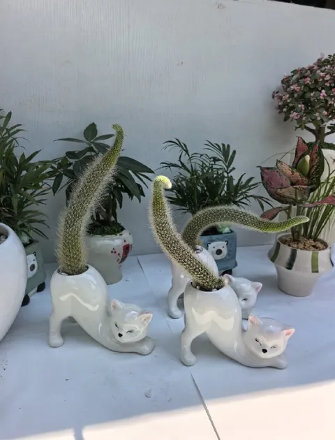Коты-кашпо с хвостами