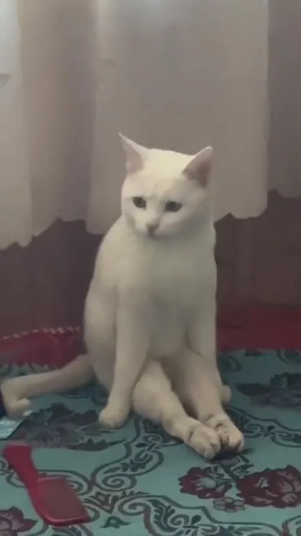 Белый кот сидит как человек