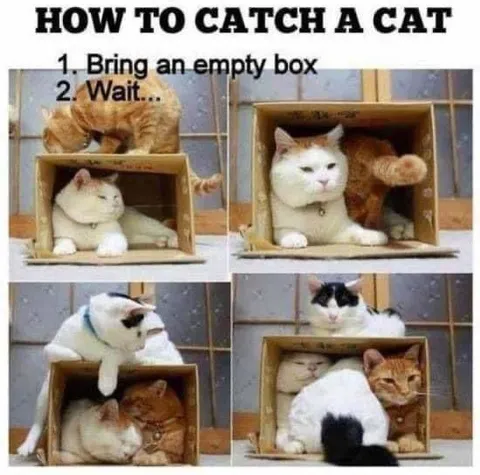 How to Catch a Cat