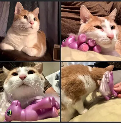 Кот и странная игрушка