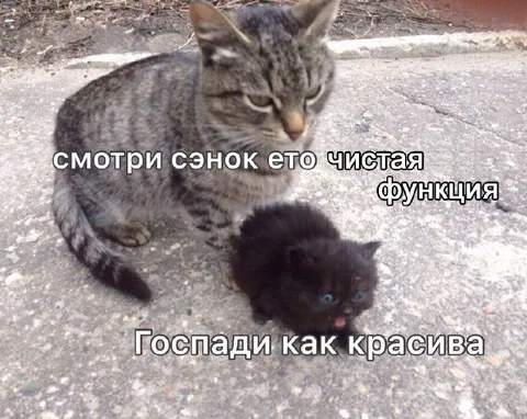 Чистая функция котёнка