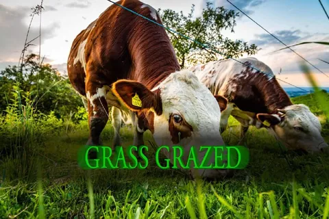 Grass Grazed Cow Photo