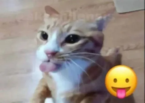 Кот с высунутым языком