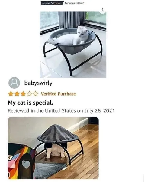 My Cat Is Special Review