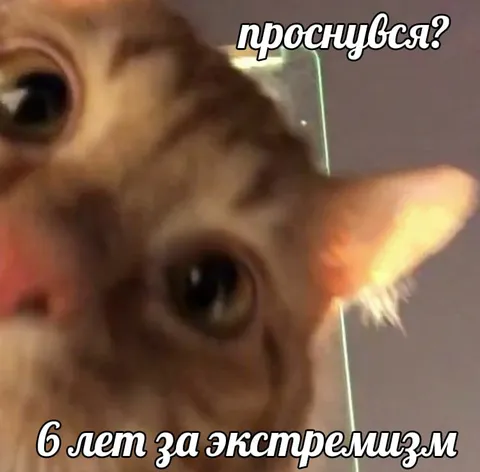 Кот проснулся после экстремизма