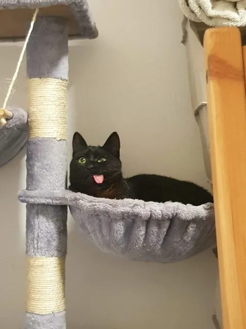 Чёрный кот с высунутым языком