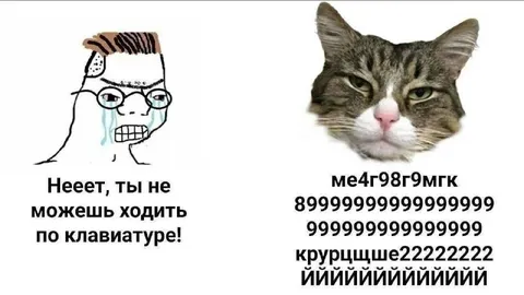 Кот печатает на клавиатуре