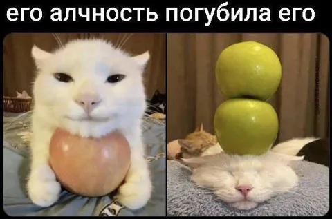 Алчность кота погубила его