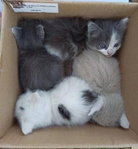 Котята в тесной коробке