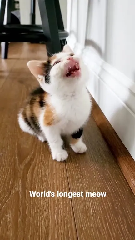 World's Longest Meow