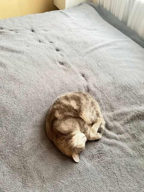 Кот свернулся клубочком