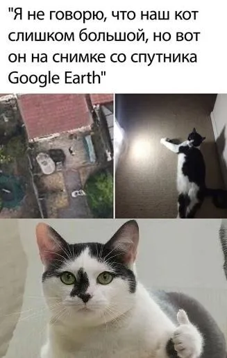 Кот слишком большой для Google Earth