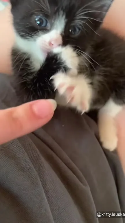 Котёнок не готов к ласкам