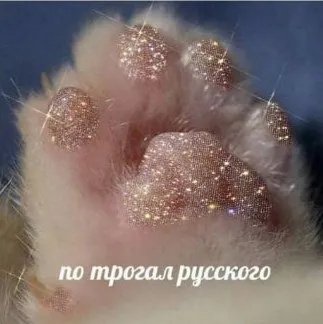 Потрогал русского кота