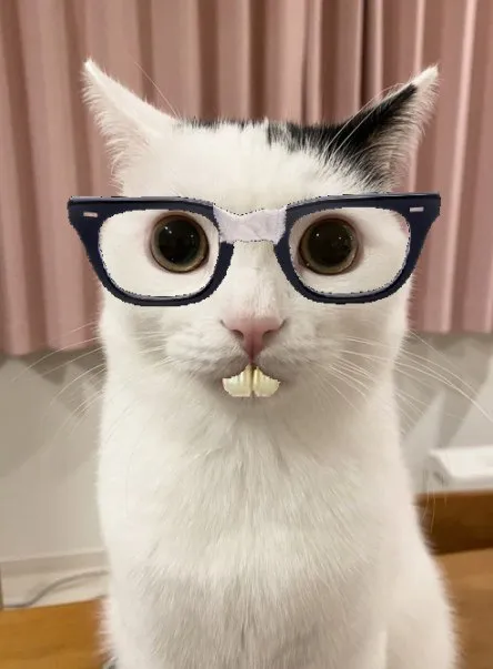 Умный кот в очках