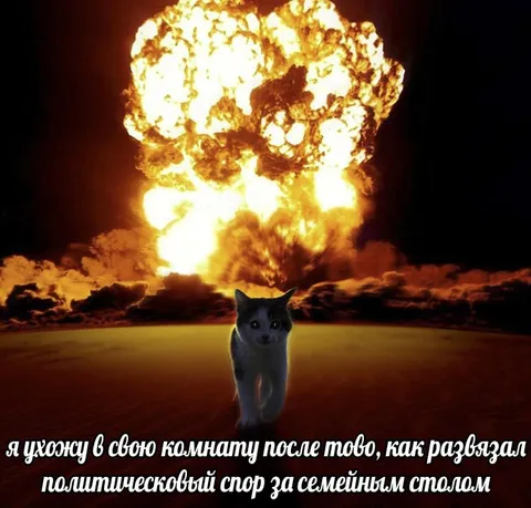 Кот после политического спора
