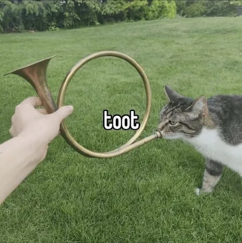 Cat Plays a Toot