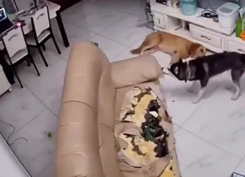 Хаски уничтожает диван
