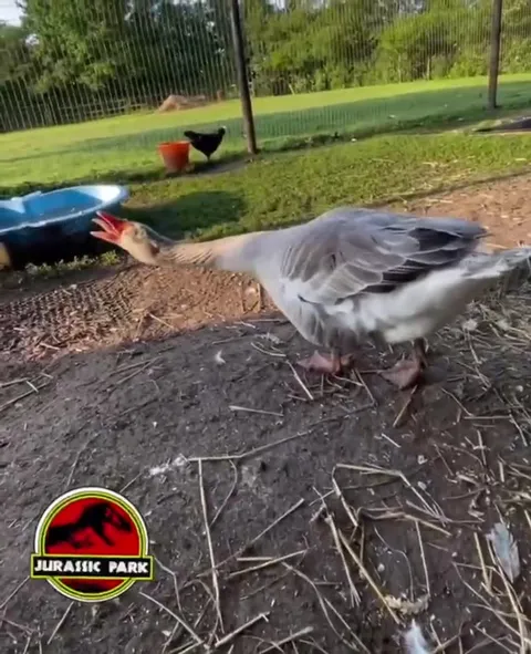 Jurassic Park Goose