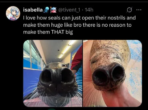 Seals With Huge Nostrils