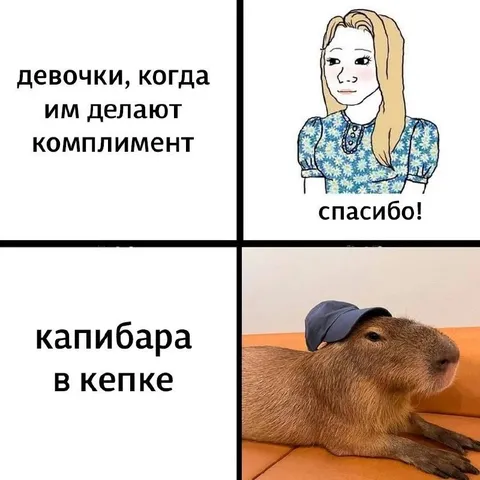 Капибара в кепке получает комплимент