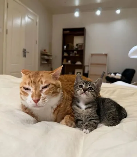 Уставший кот и любопытный котёнок