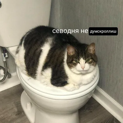 Кот не думскроллит сегодня