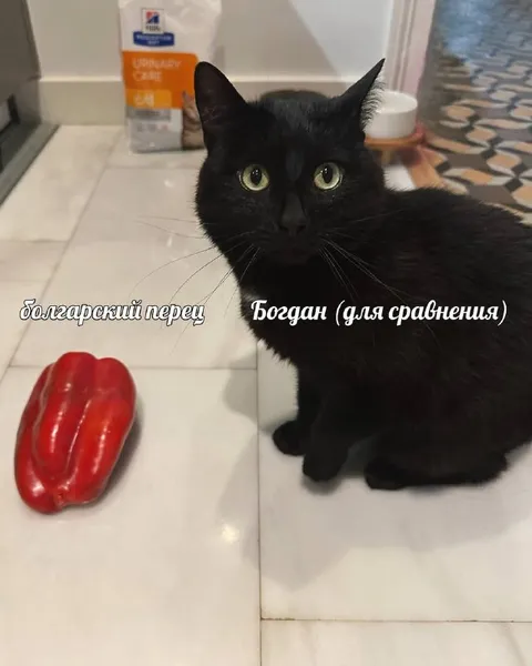 Болгарский перец и Богдан