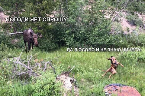 Погоди, чего спросил?