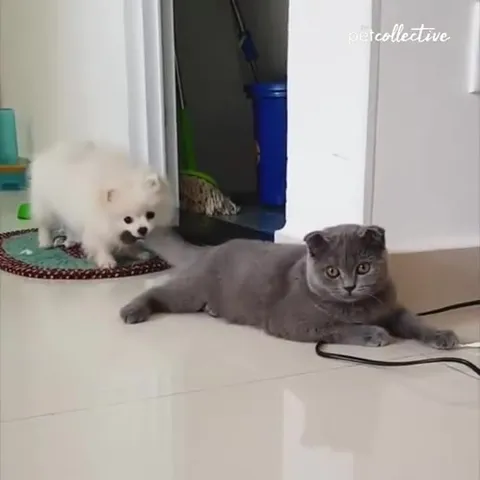 Кот устал от щенка