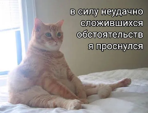 Кот проснулся из-за обстоятельств