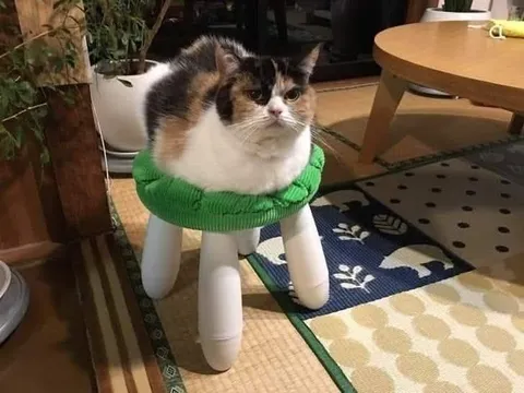Недовольный кот на табуретке