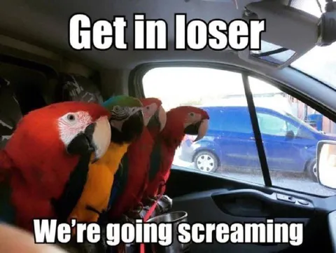 Parrots Going Screaming
