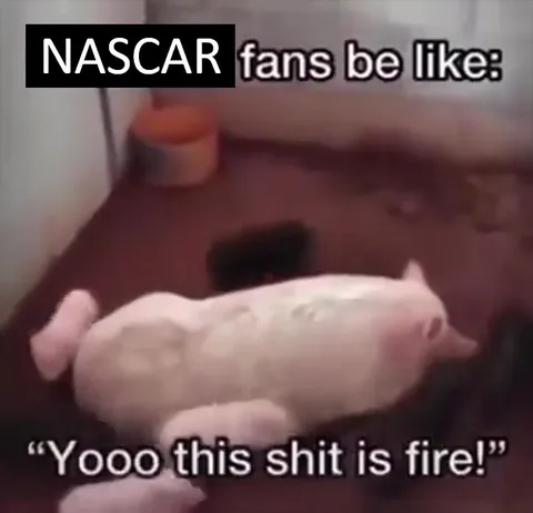 NASCAR fans watching a pig race