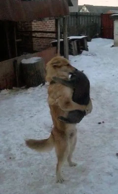Собака несёт кота на руках