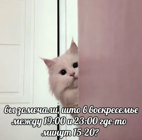 Кот выглядывает из-за двери