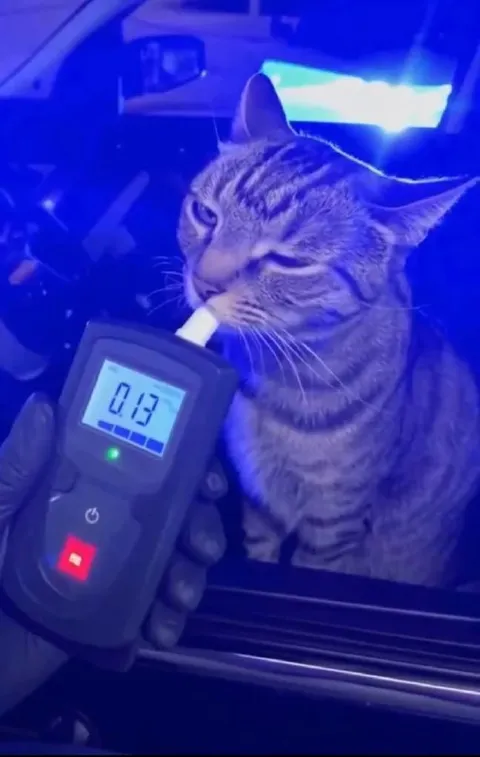 Кот не прошёл алкотестер