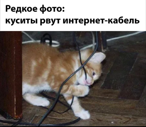 Котёнок рвёт интернет-кабель