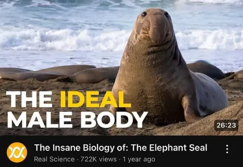 The Ideal Male Body