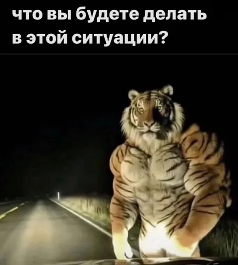 Тигр на дороге ночью