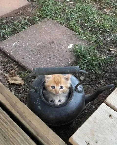 Котята выглядывают из лейки