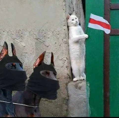 Кот с флагом наблюдает за собаками