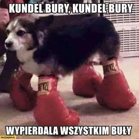 Kundel bury na bokserskich rękawicach