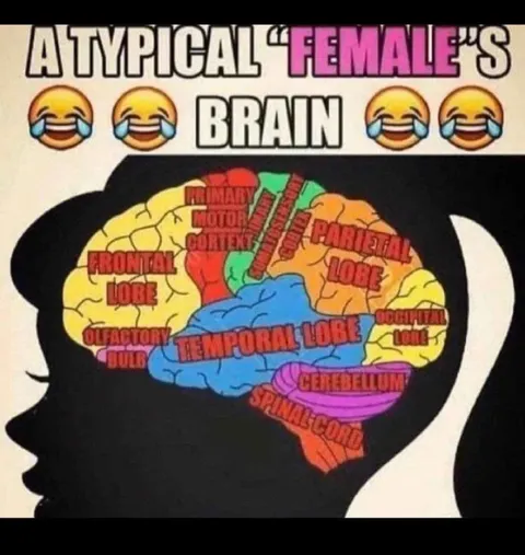A Typical Female Brain